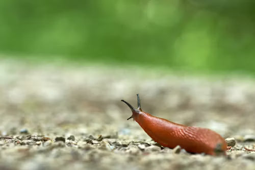 Why Slug Pellets are Dangerous for Pets, Wildlife and Children