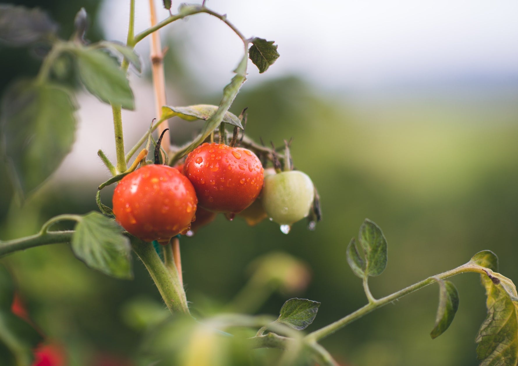 Tomatoes ripening on the vine