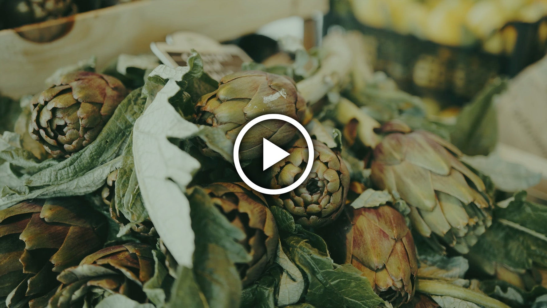 How to Plant Globe Artichokes (Spacing & Care Tips)