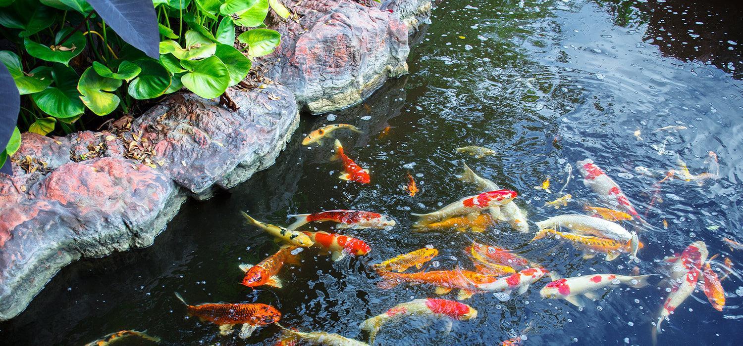 pond full of koi