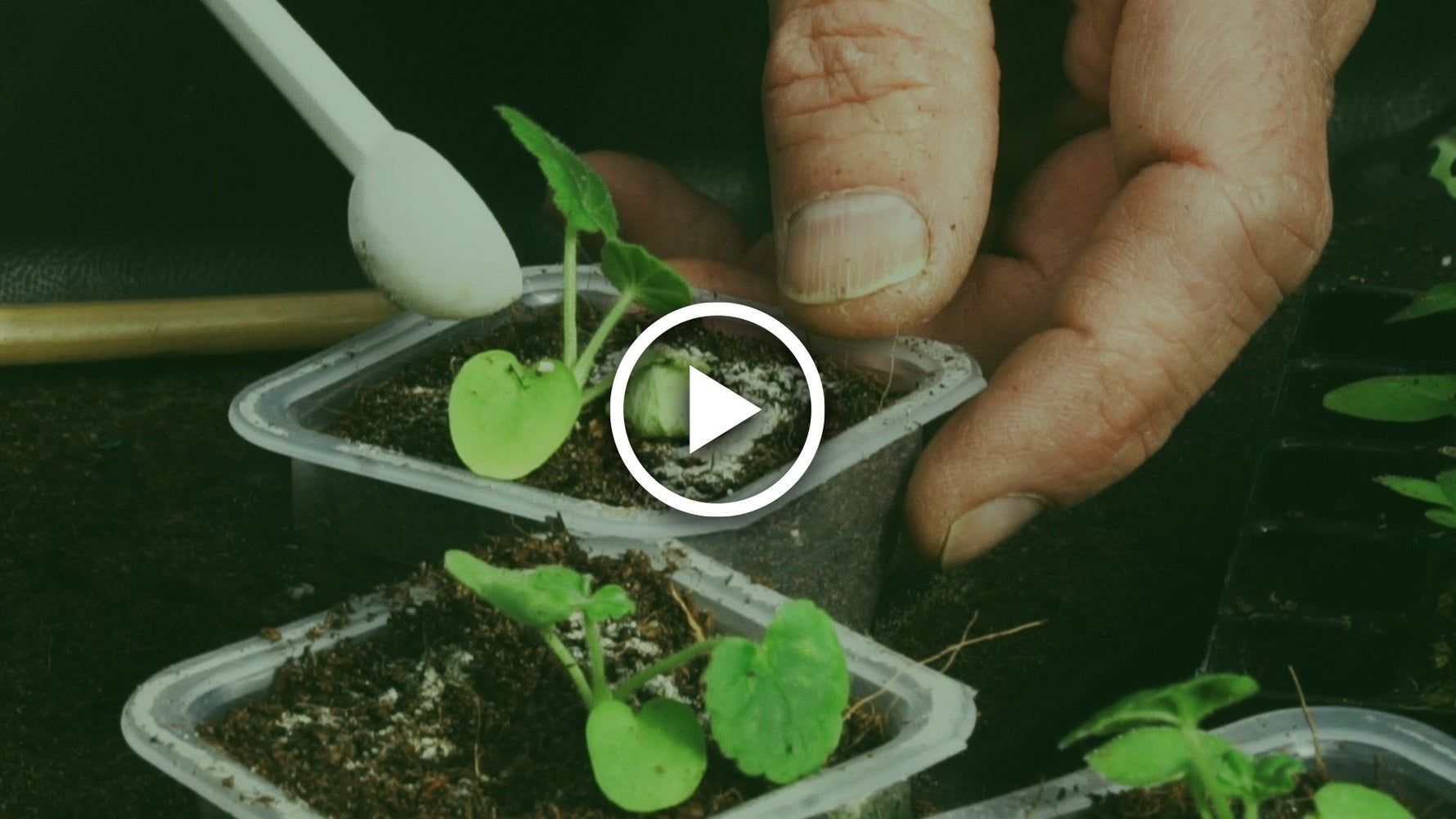 potting on geraniums