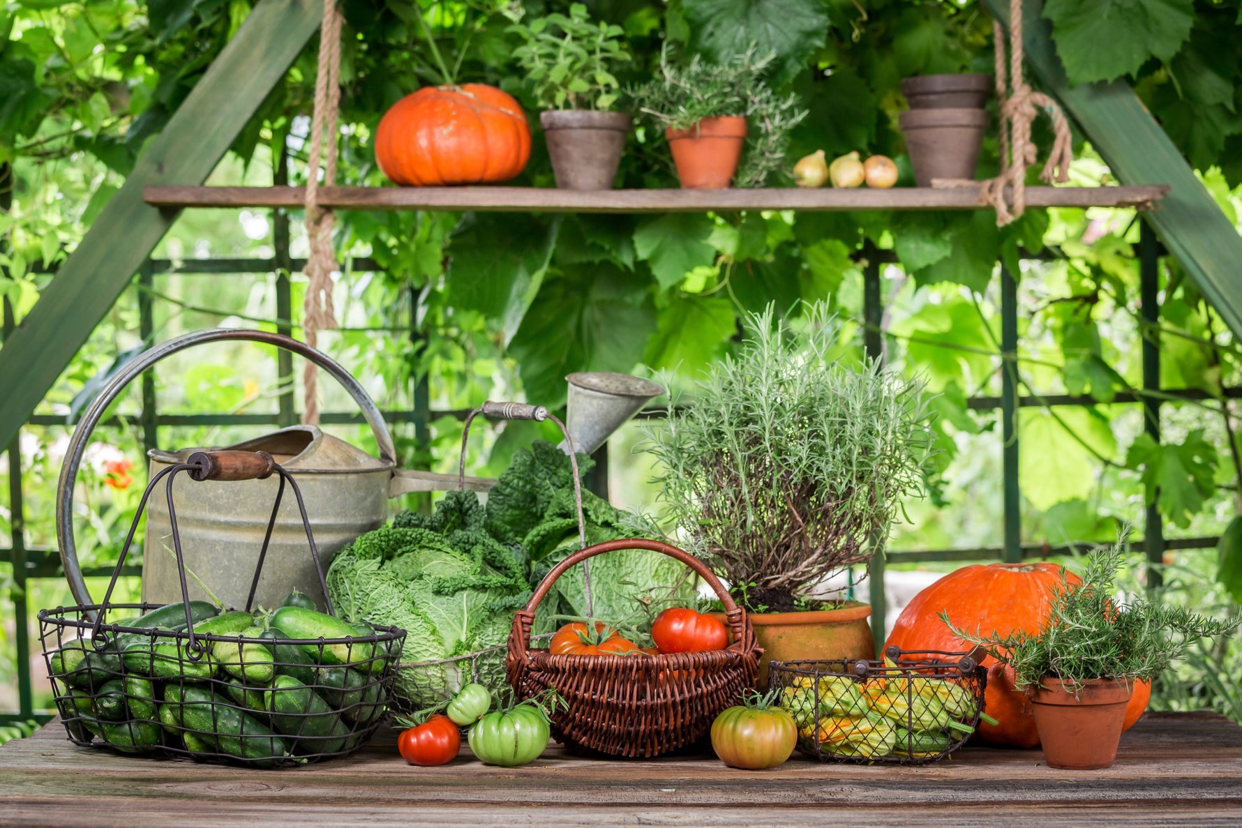 Pumpkin harvest
