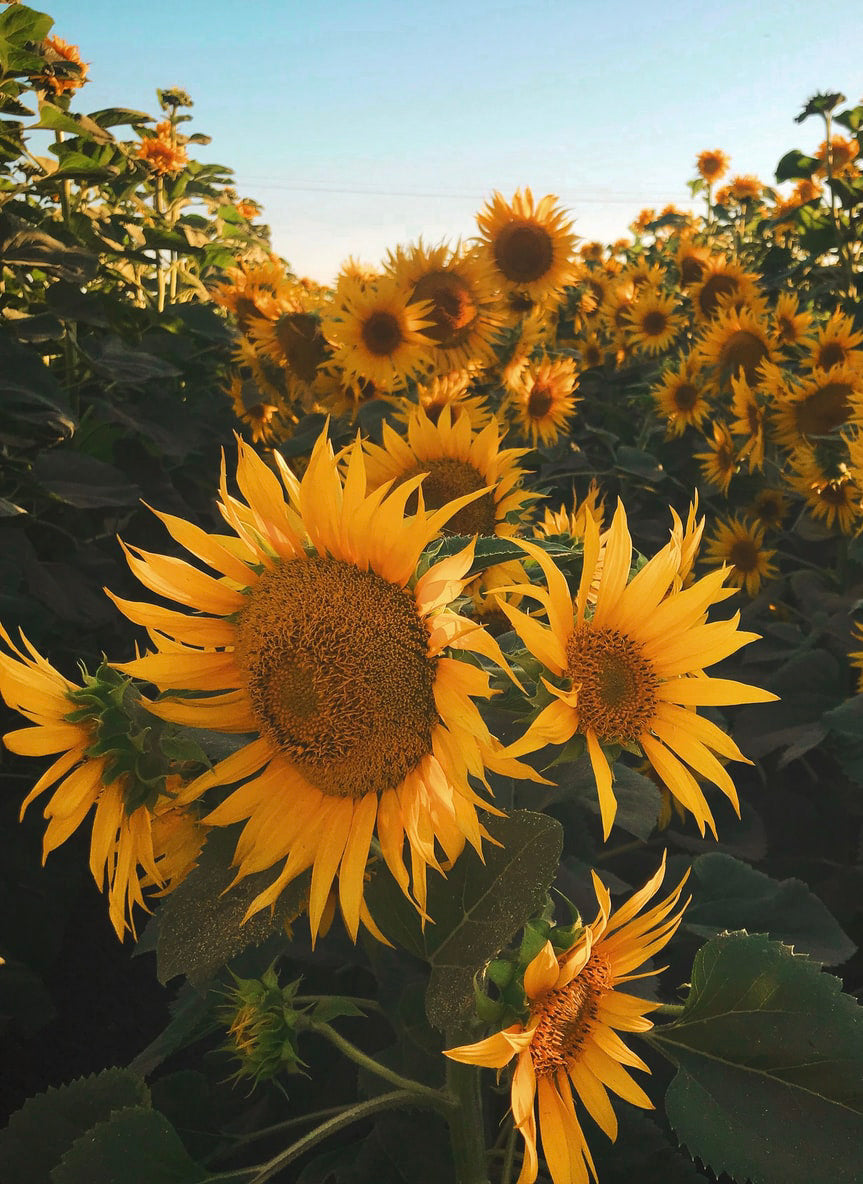 sunflowers
