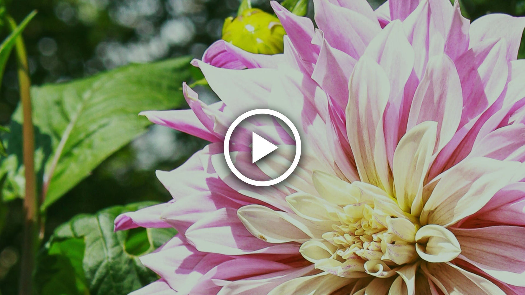 plant dahlia tubers