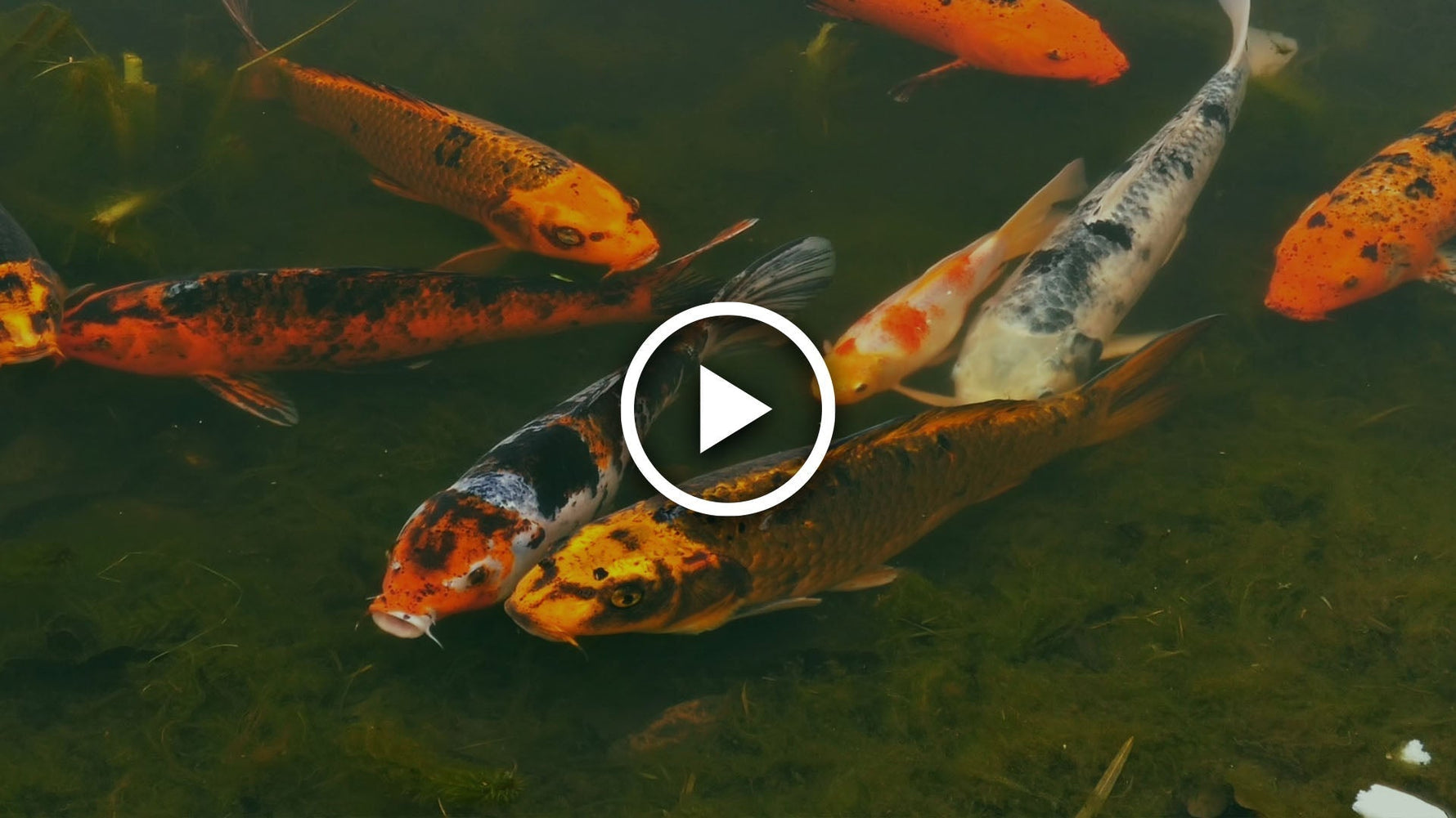 guide to pond sludge