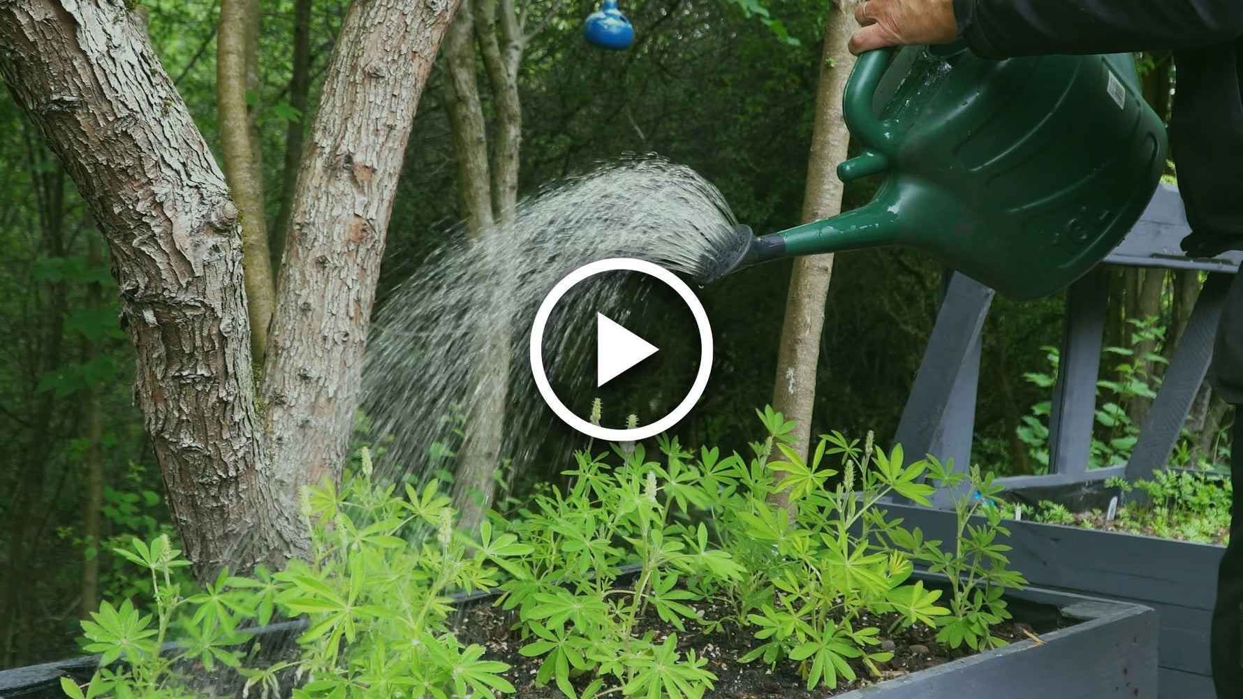 tips for transplanting lupins