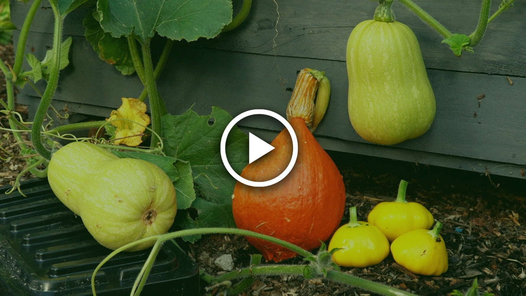 when to harvest uchiki kuri
