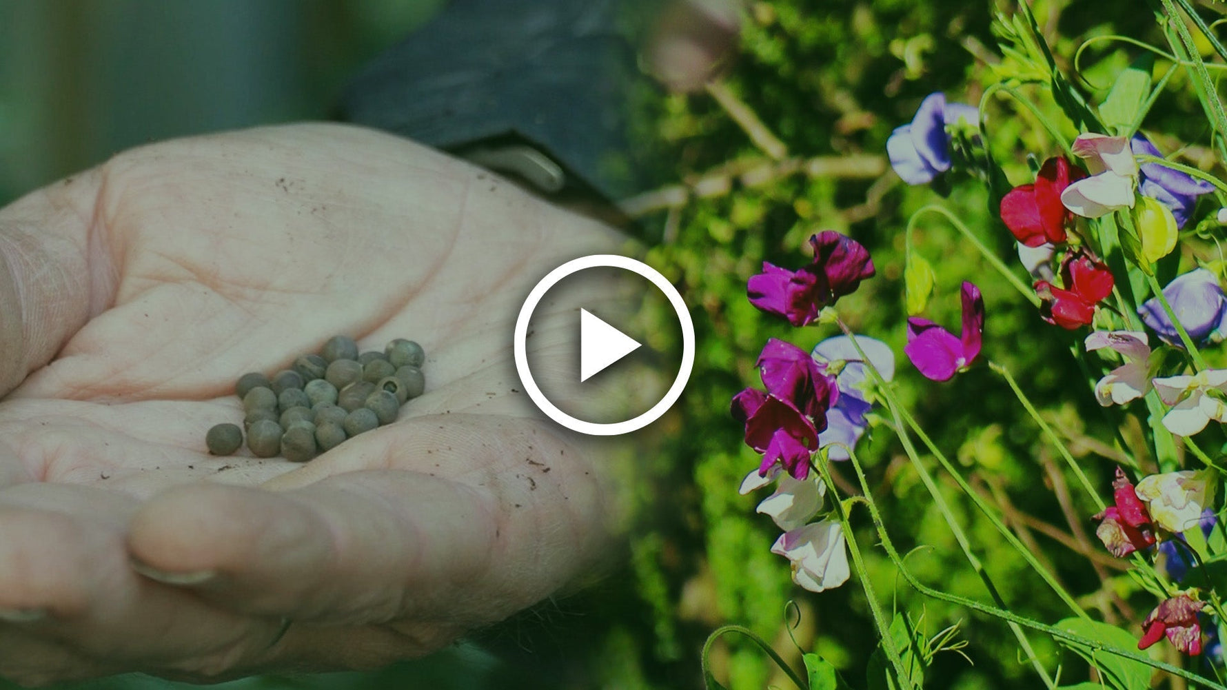 sow sweet peas