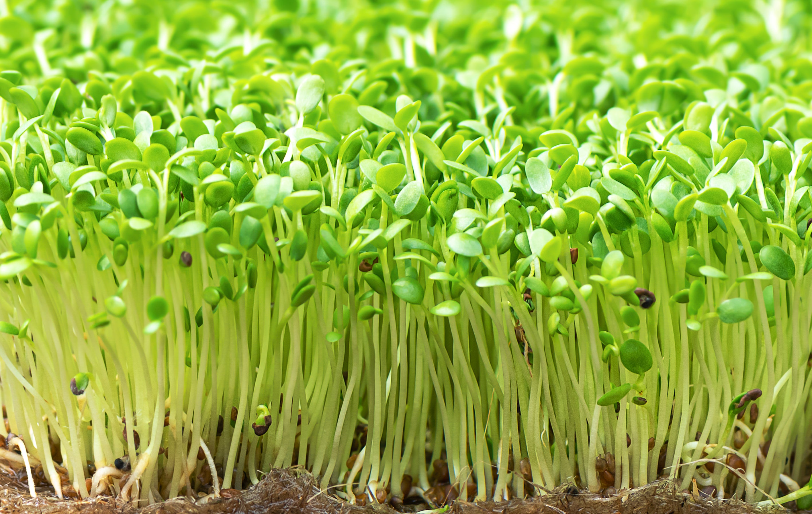 Product Ingredient - Alfalfa