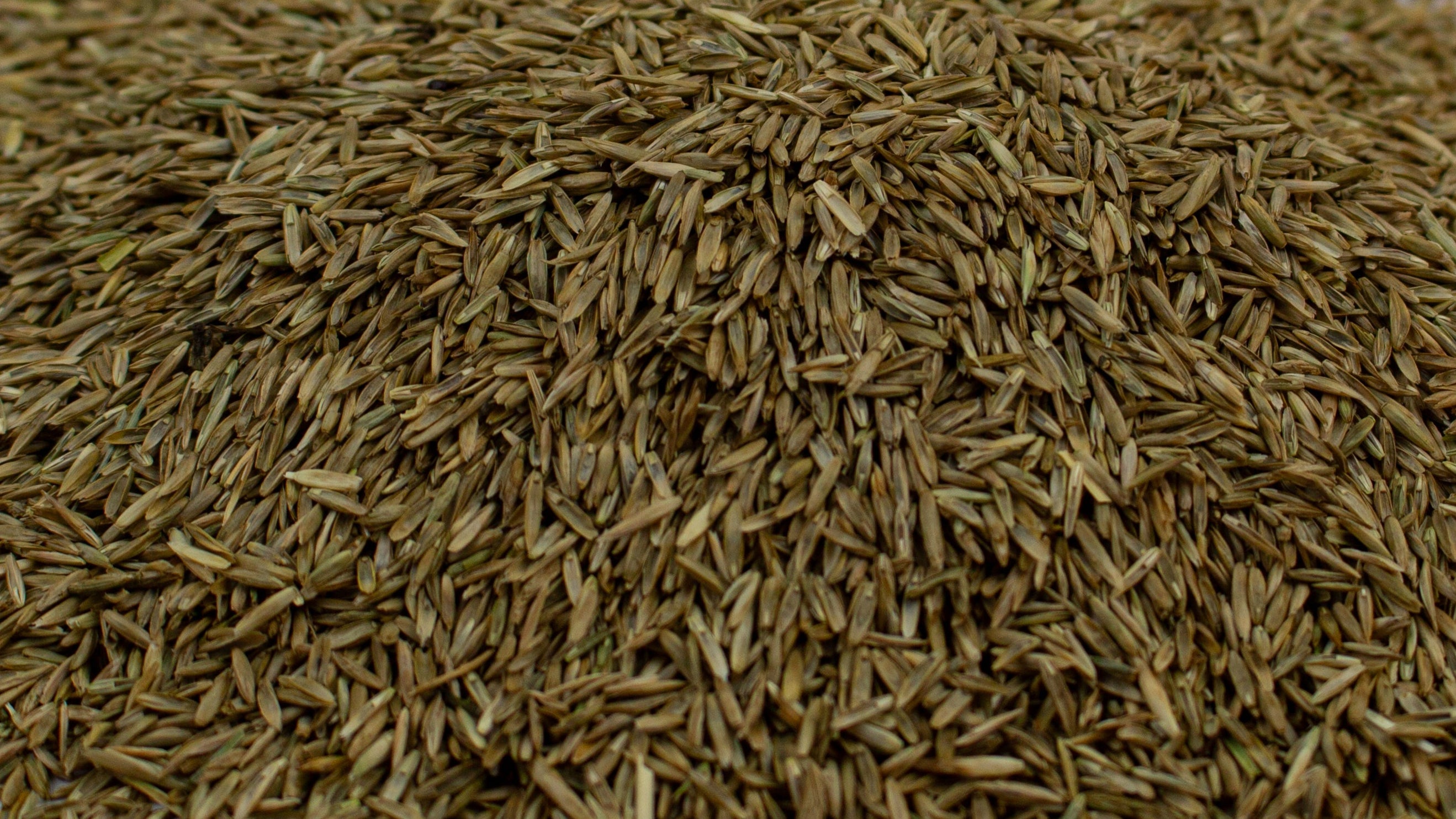 Product Ingredient - Grass Seed