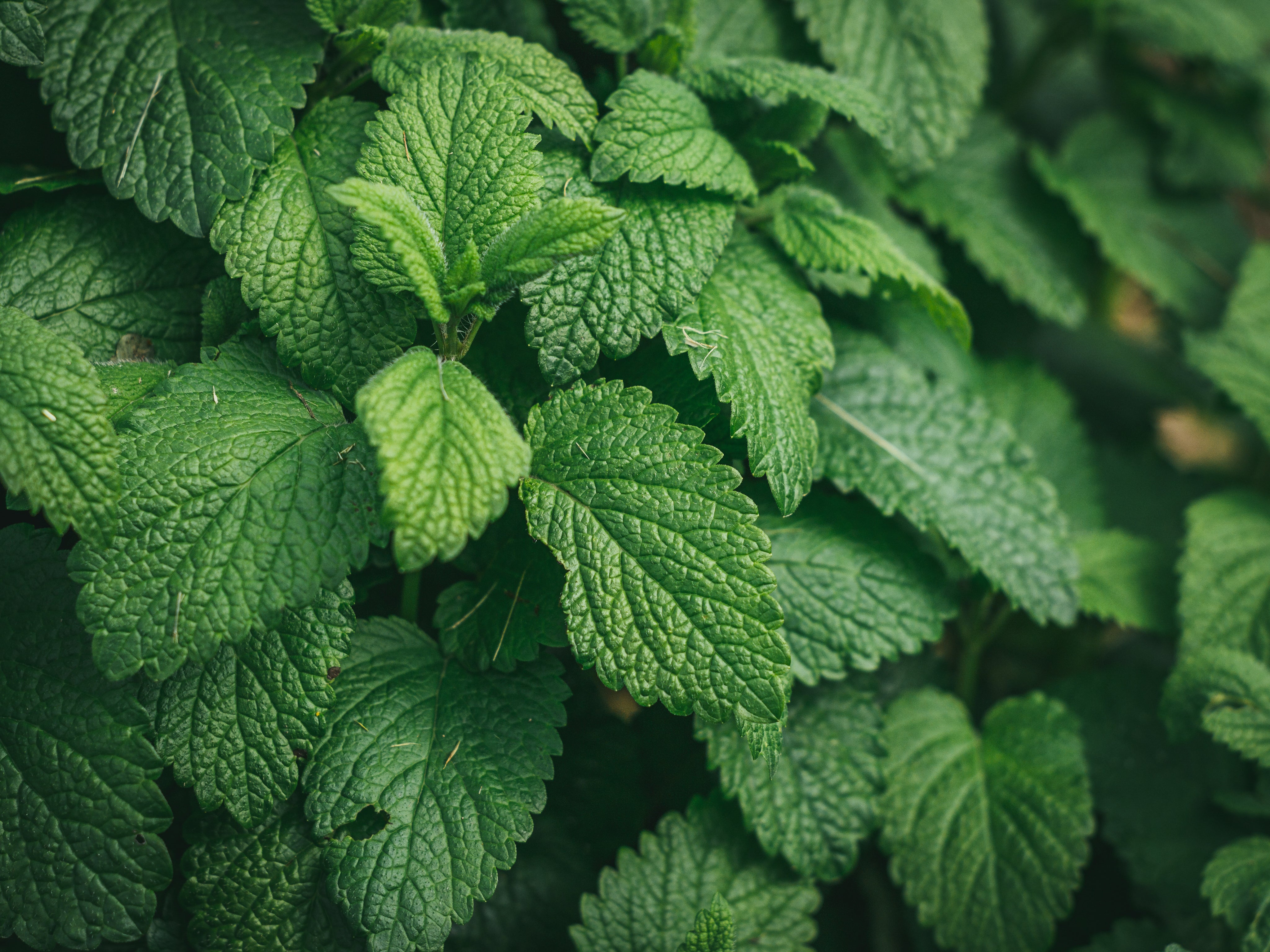 Ingredient - Mint