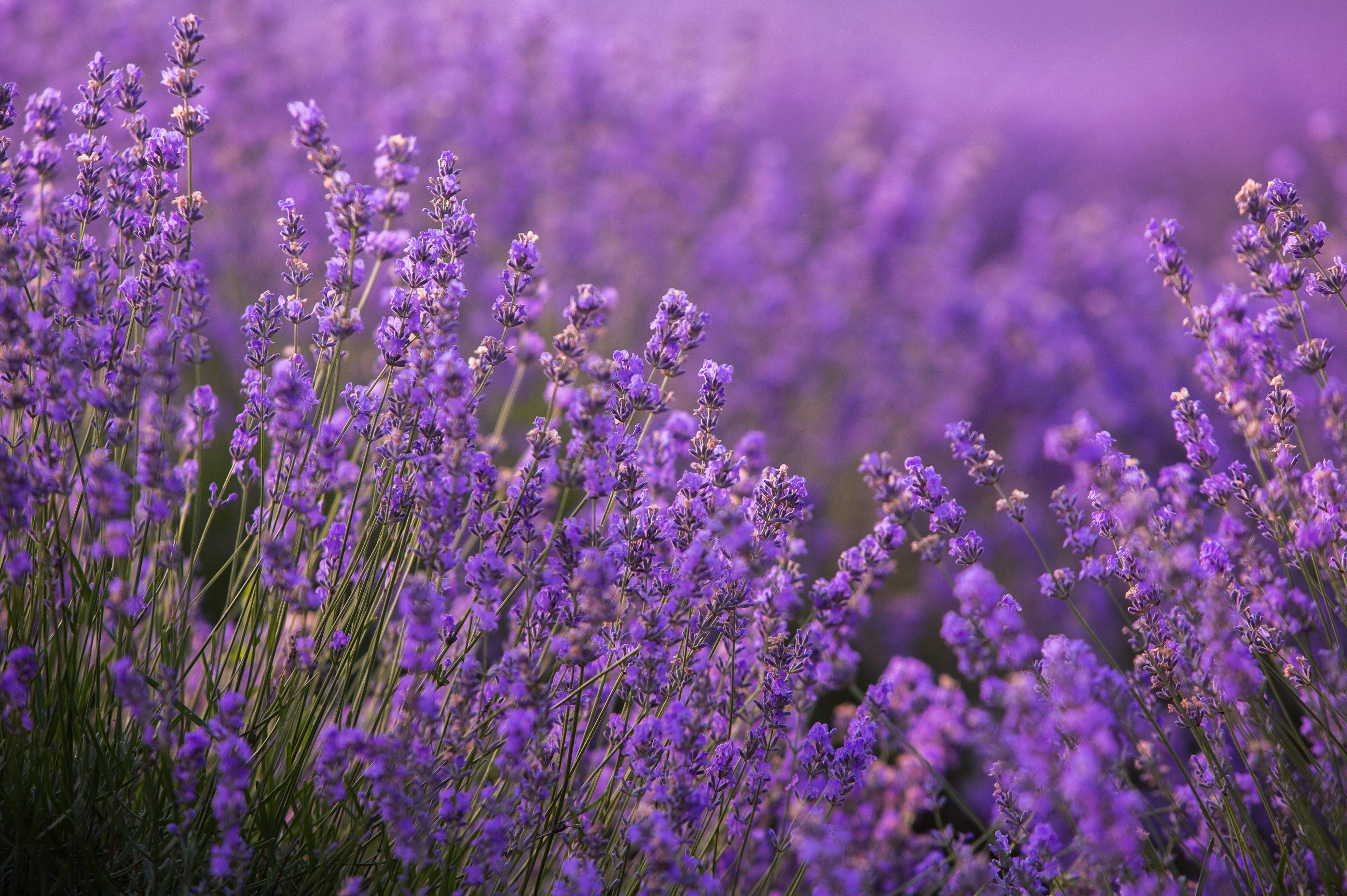 Product Ingredient - Lavender