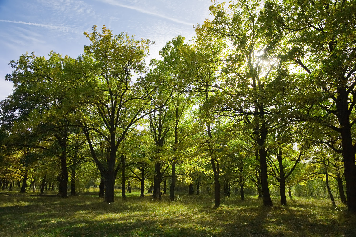 Trees in a forest with blue sky.