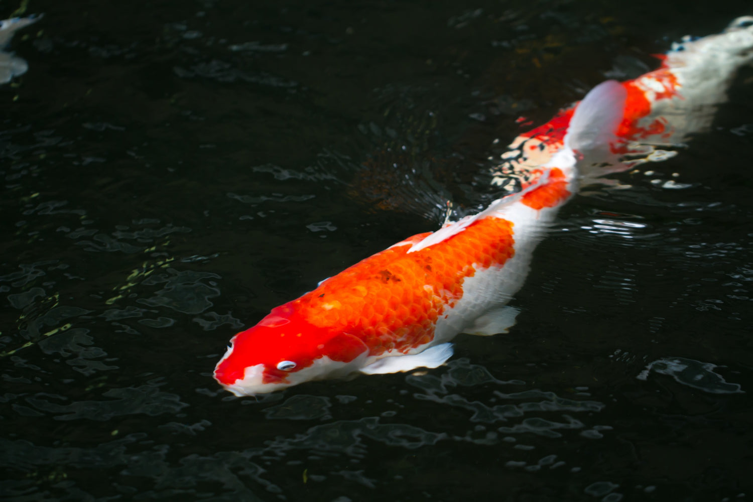 koi in water