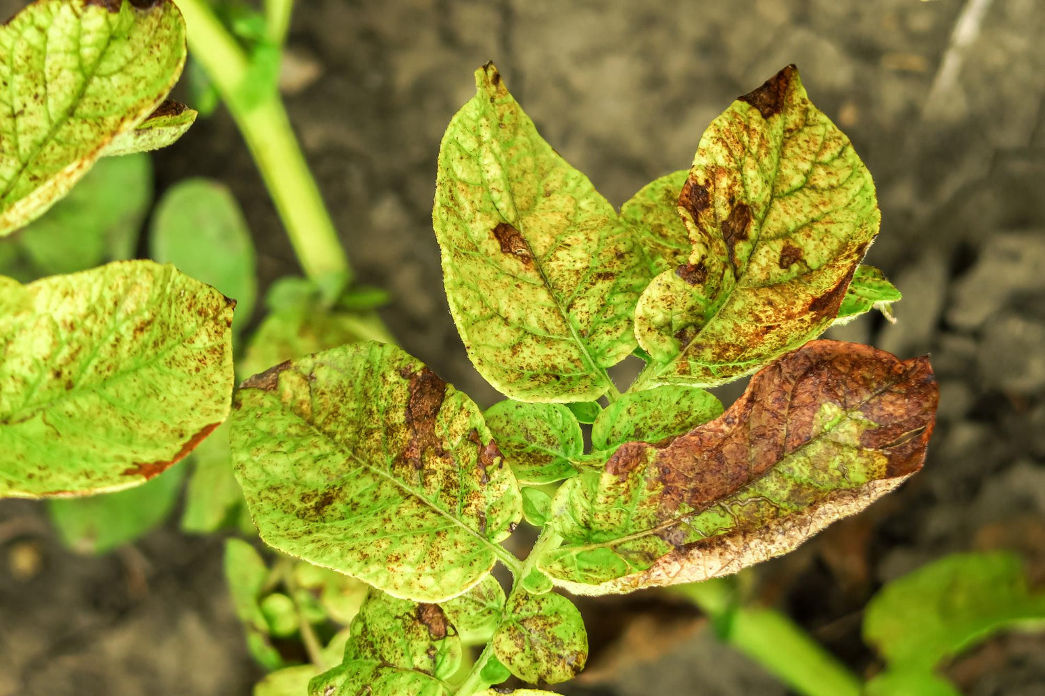 Potato late blight. potato disease, pest problem, potato cultivation concept