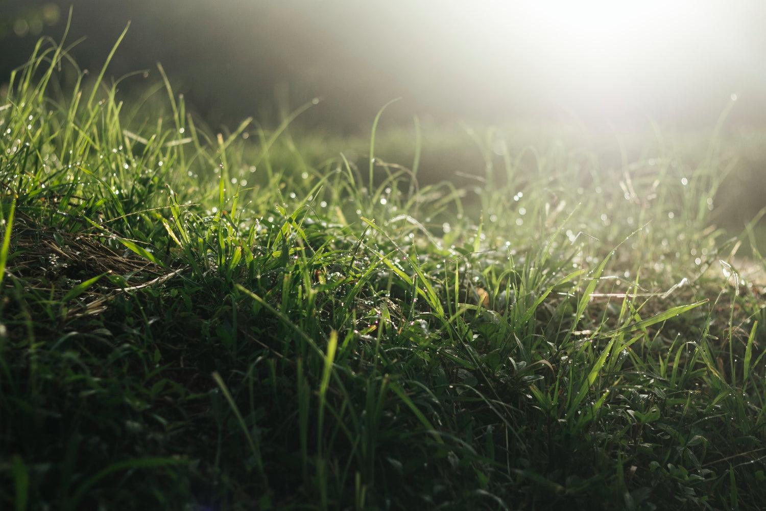grass