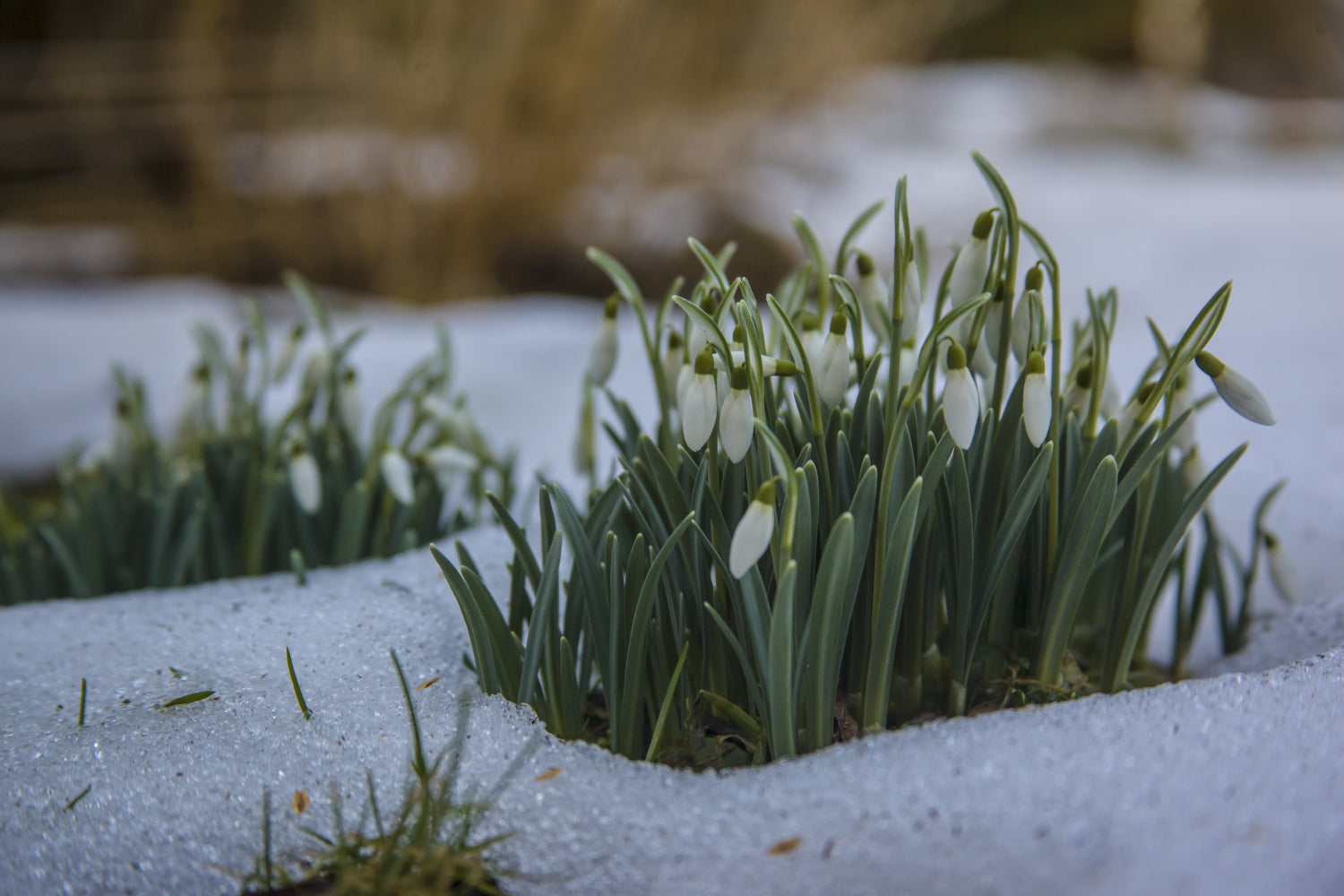 snow drops in winter