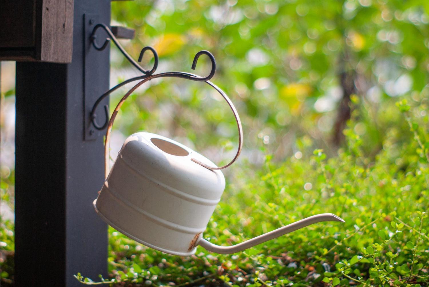 Survive a Hosepipe Ban: Plant Watering Hacks - envii