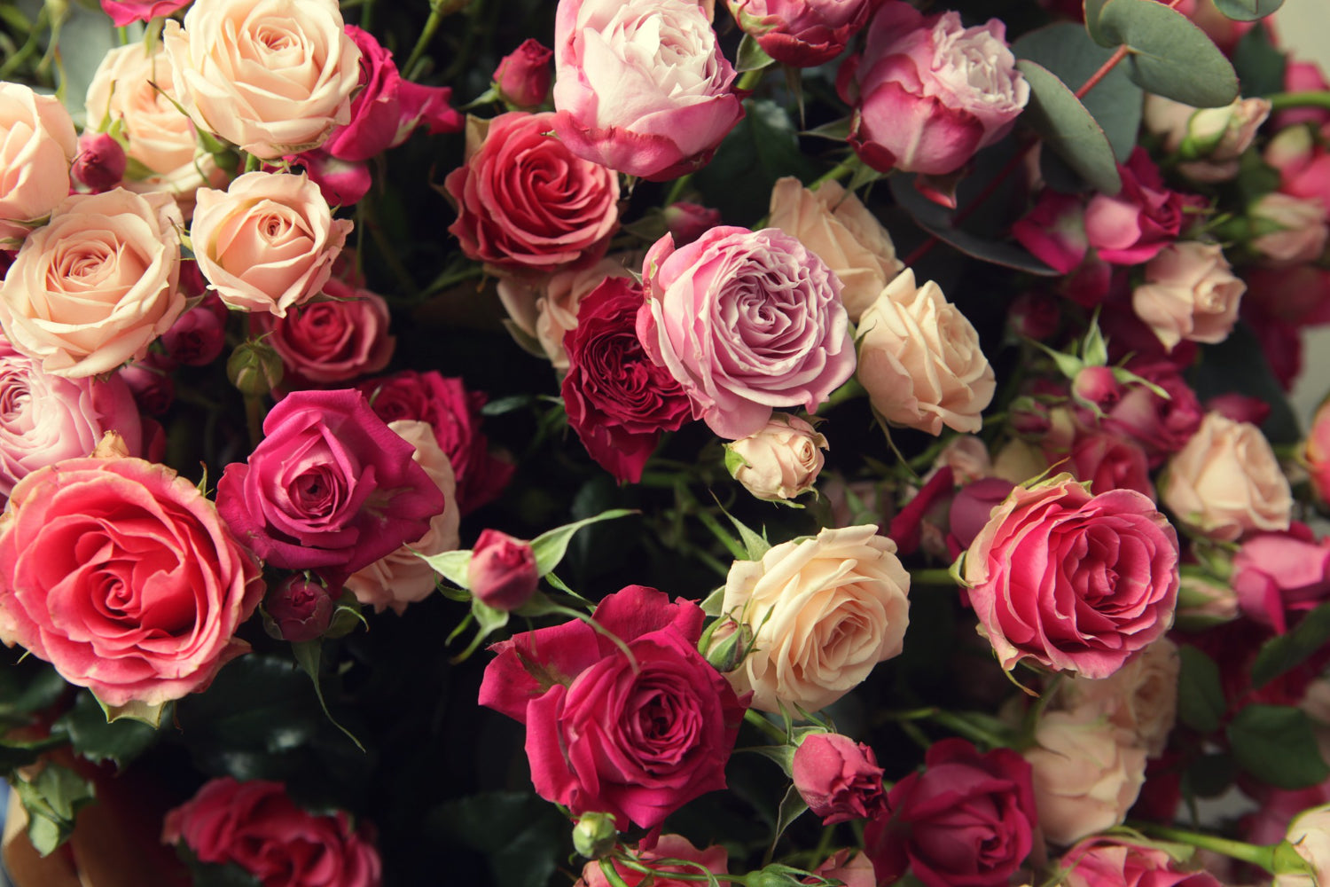 roses for valentines day