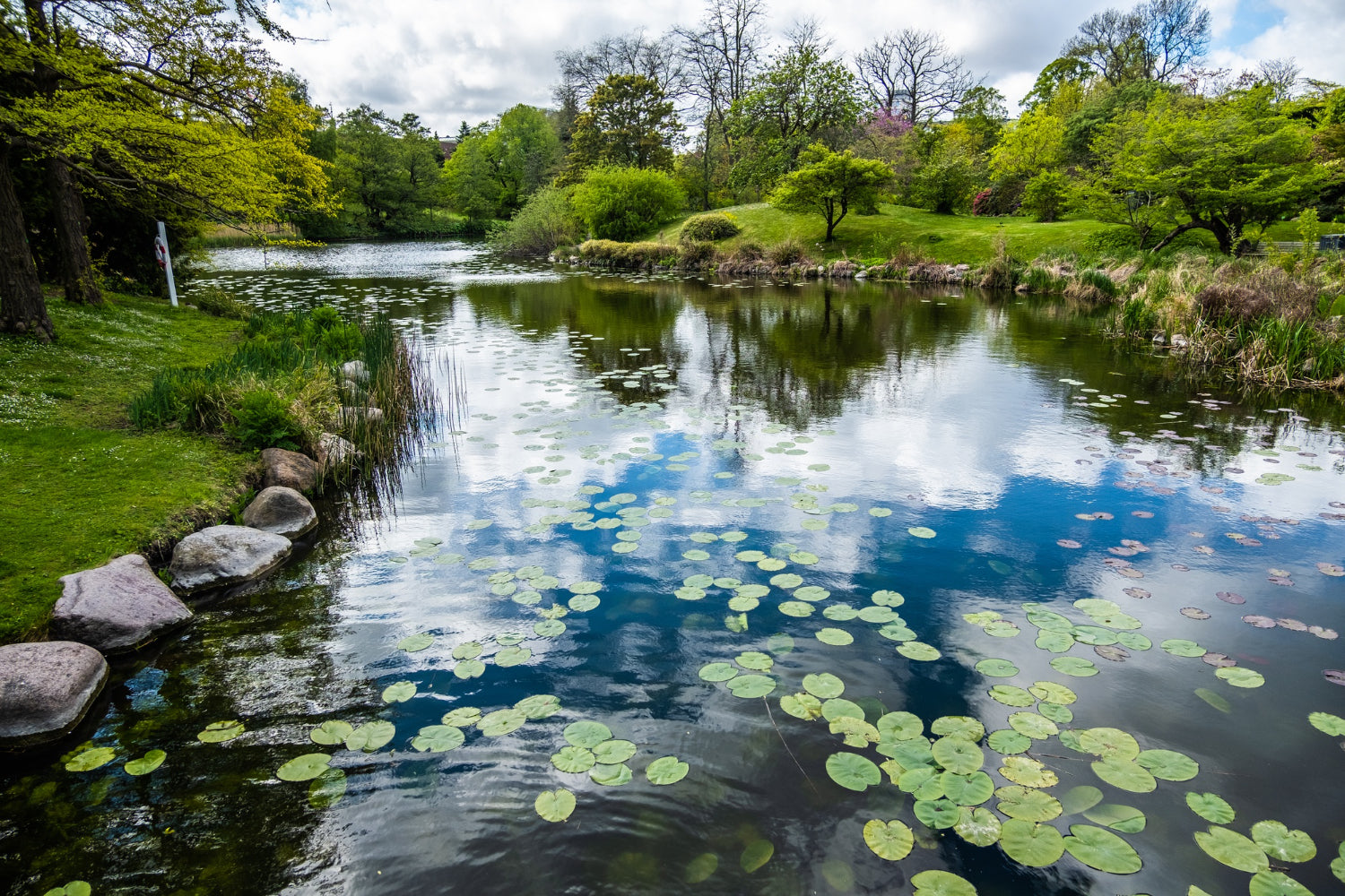 Lake in summer