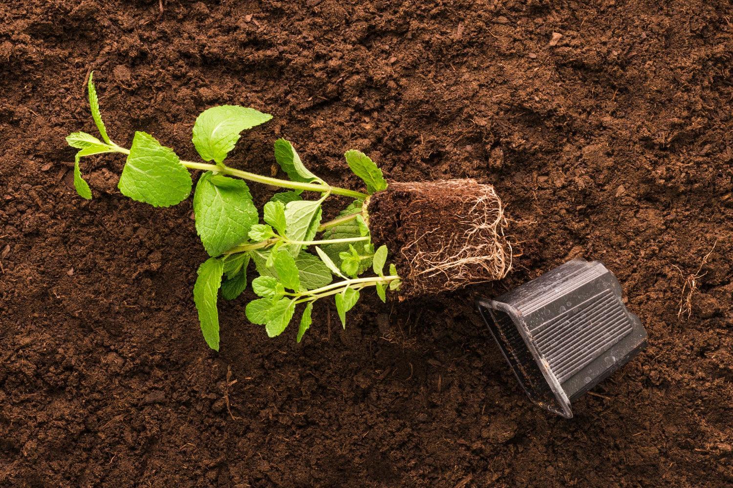 Reasons to Improve Plant Root Strength - envii