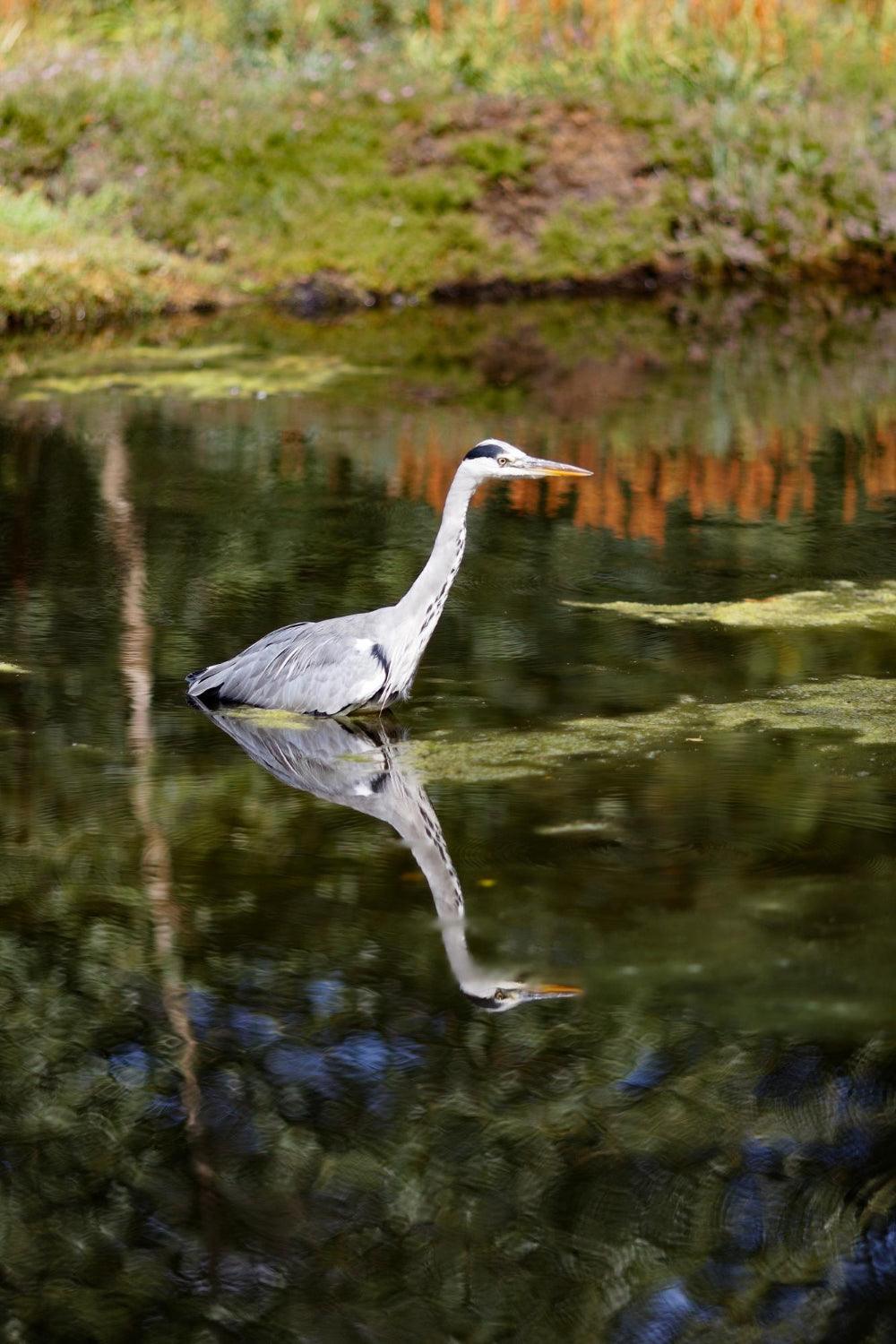 Pond predators and How to Protect Your Pond From Them - envii