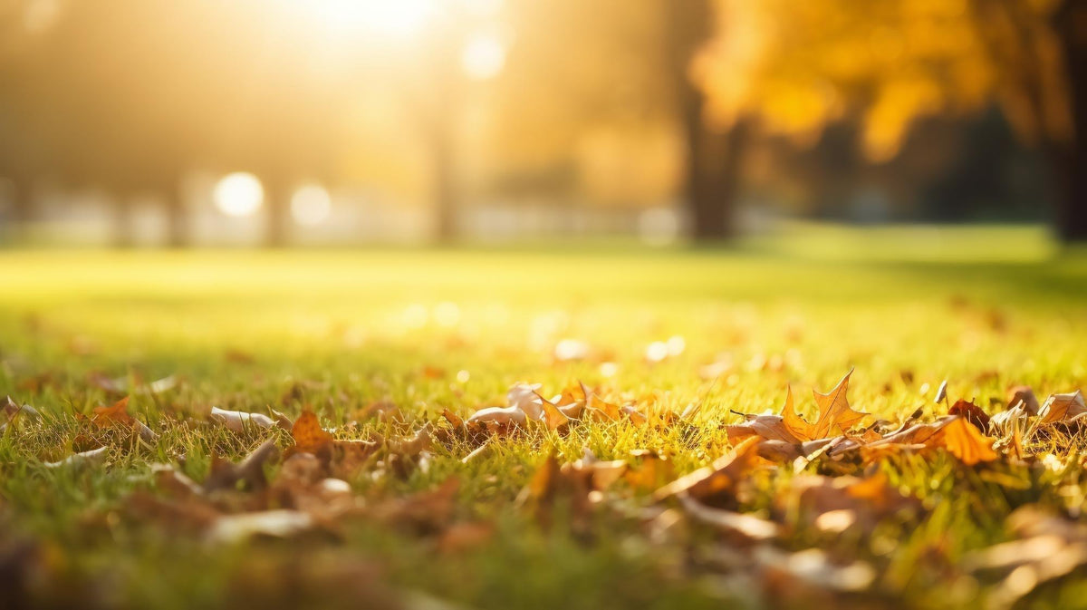The Ultimate Guide To Autumn Lawn Care - envii