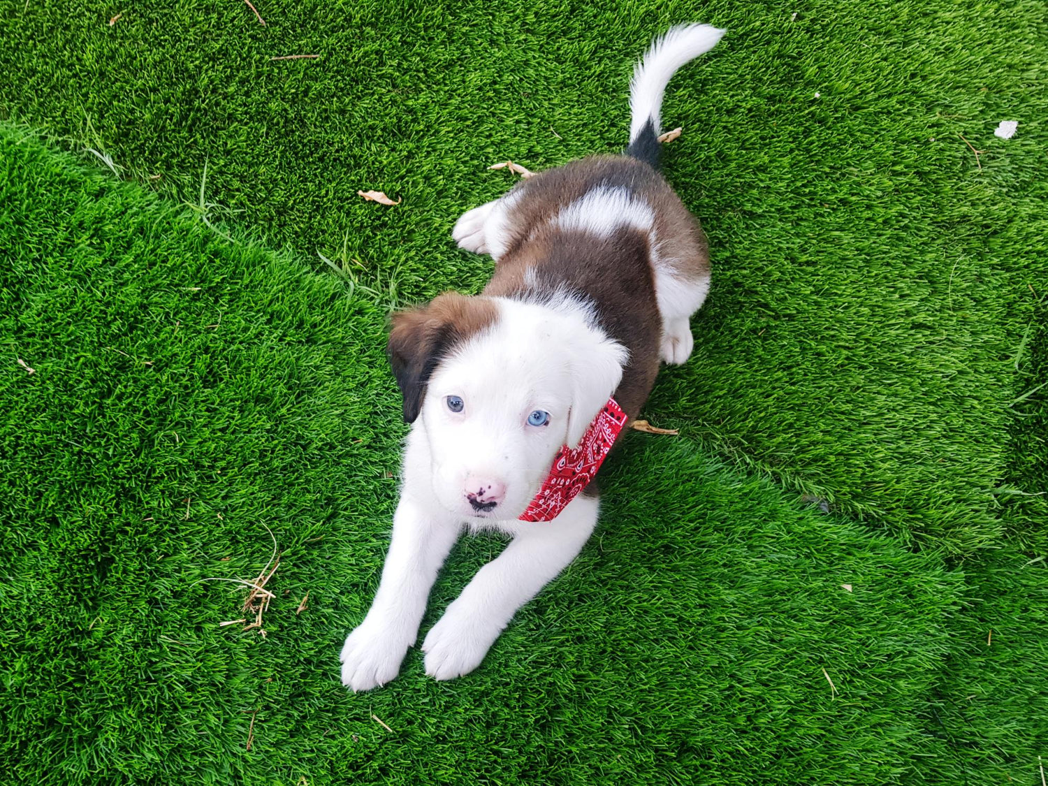 dog on astro turf