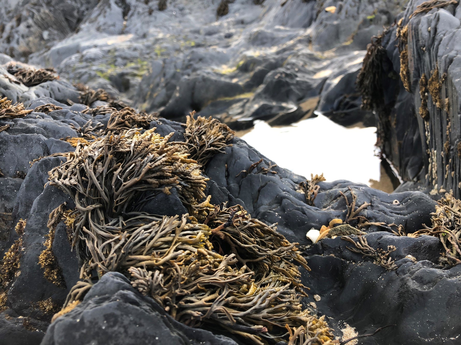 Ascophyllum nodosum seaweed on rocks