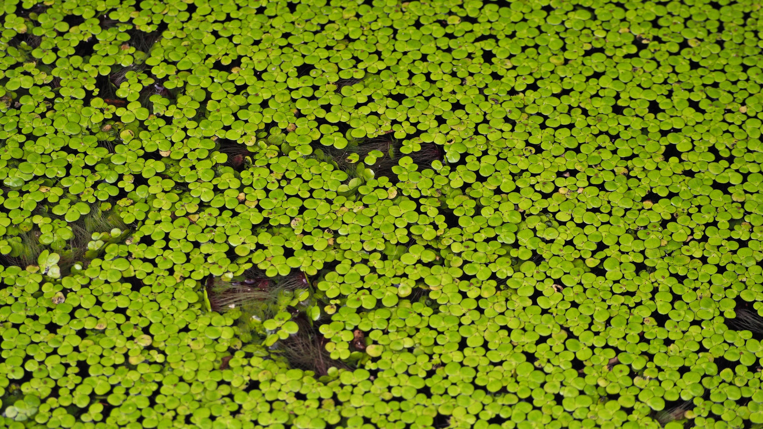 duckweed