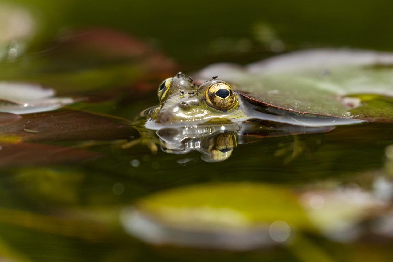 frog in pond