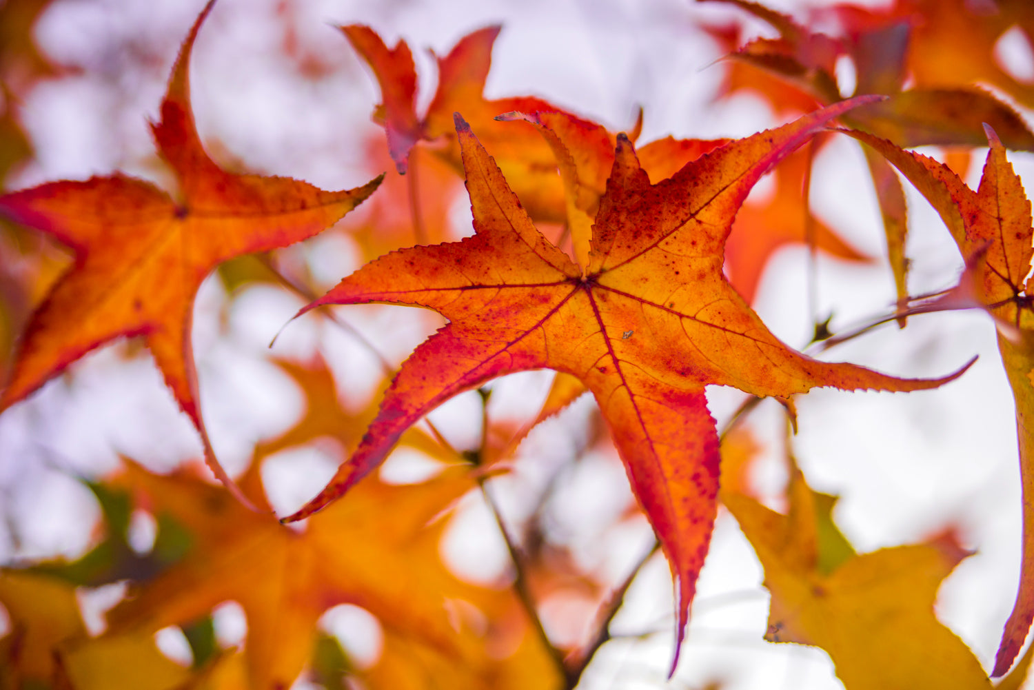 Close up on acer leaves