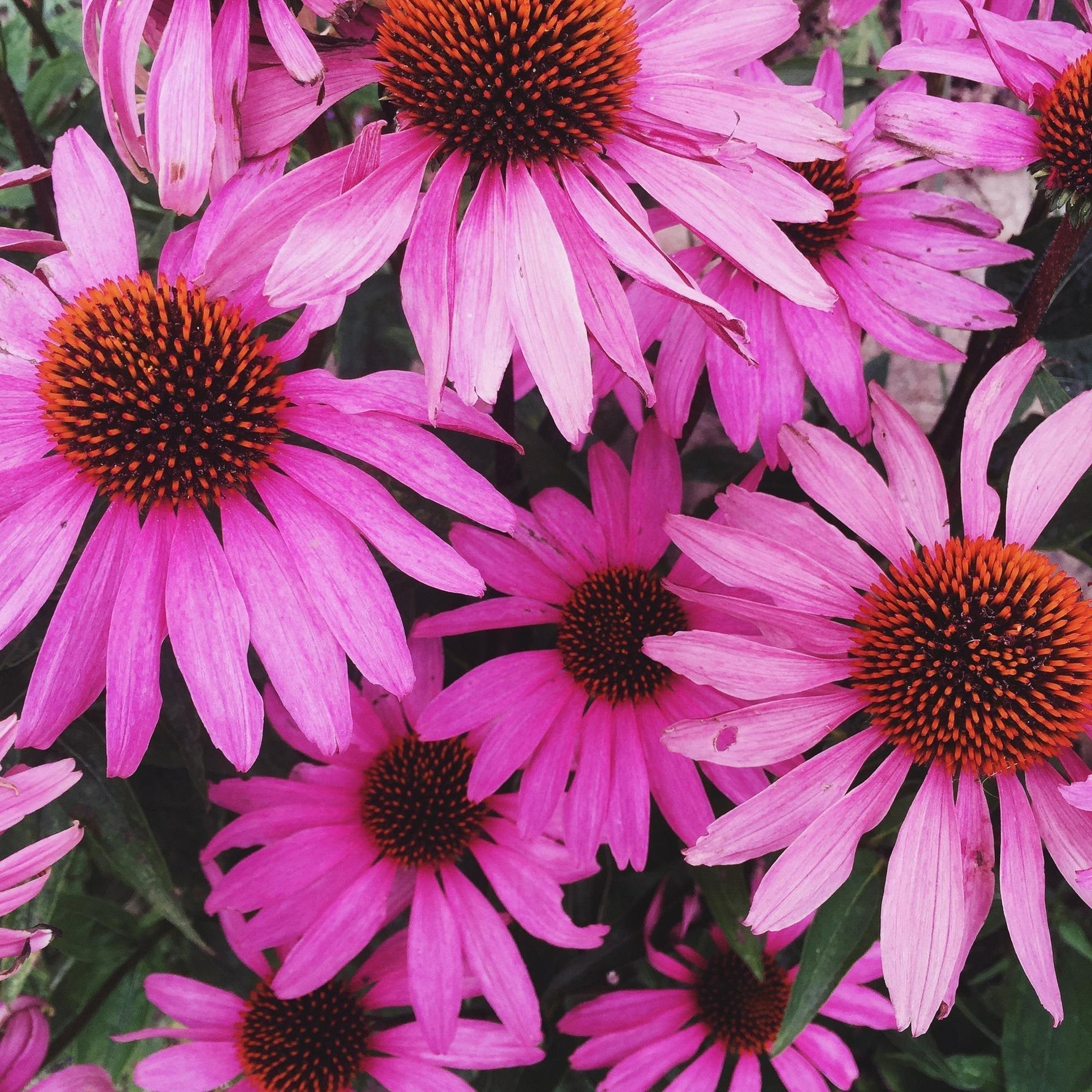 Pink Echinacea 
