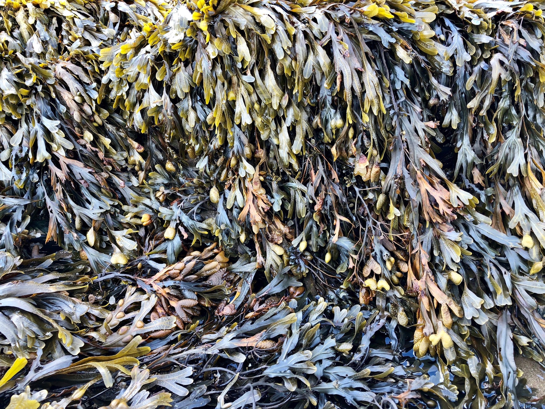 seaweed