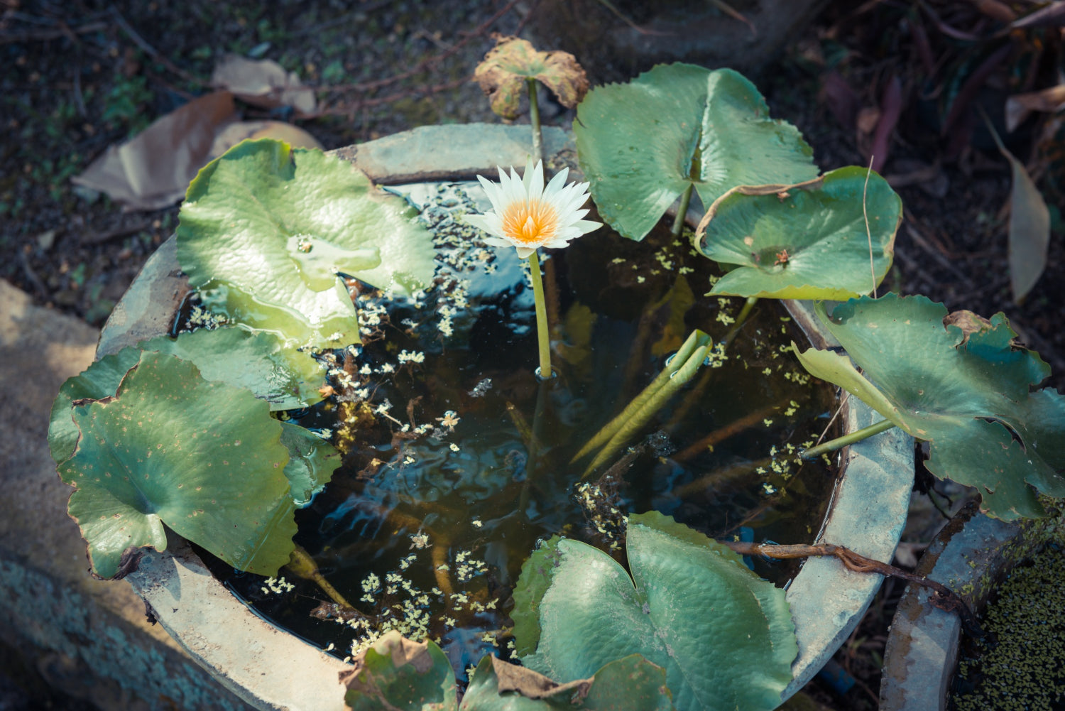 spring pond plants