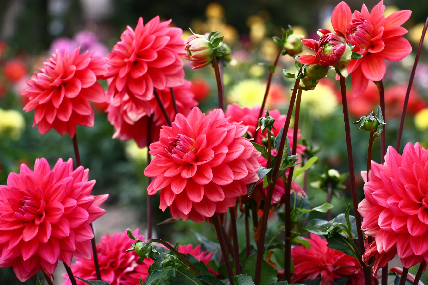 Dahlias