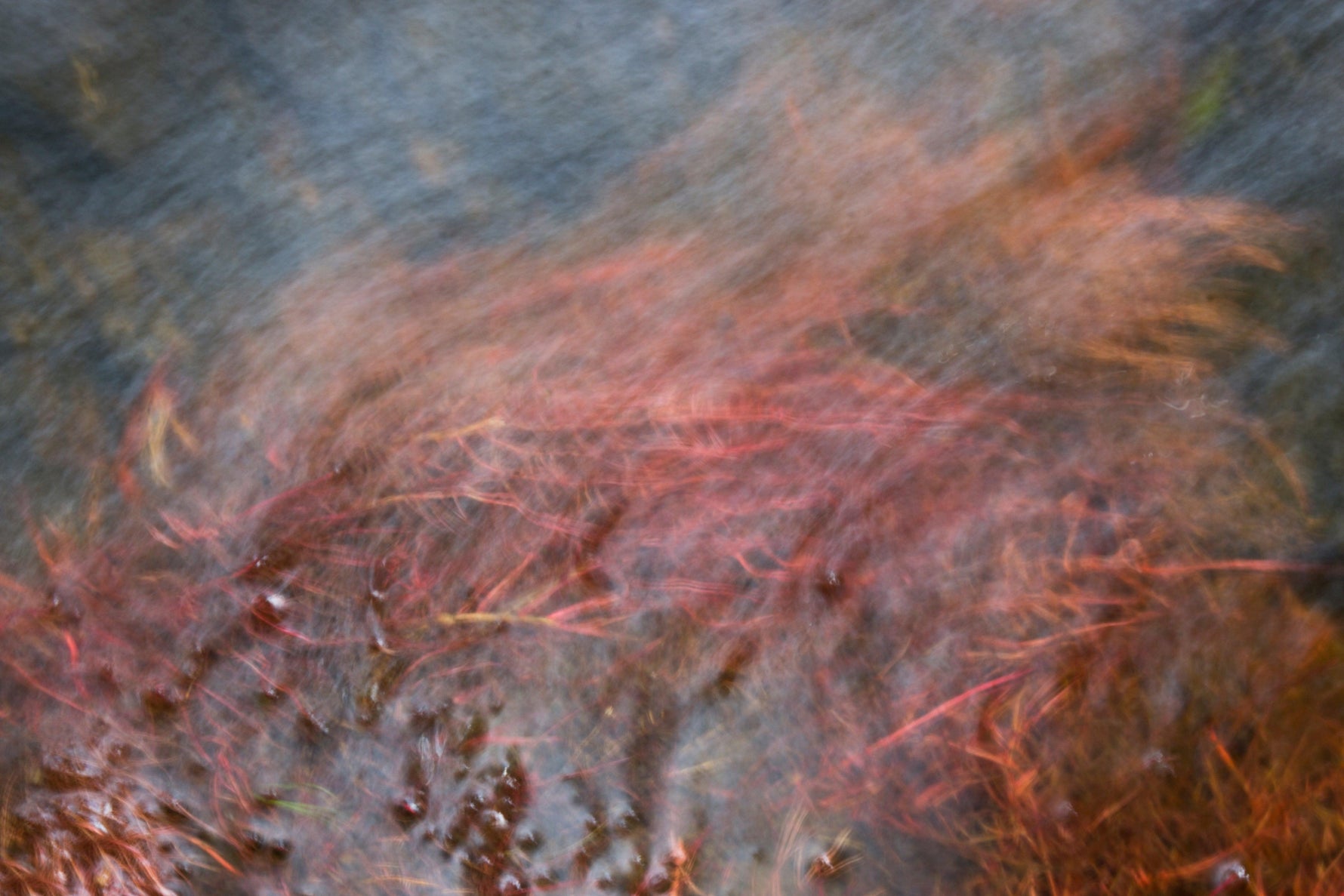 The Causes and Solutions to Red Pond Water - envii