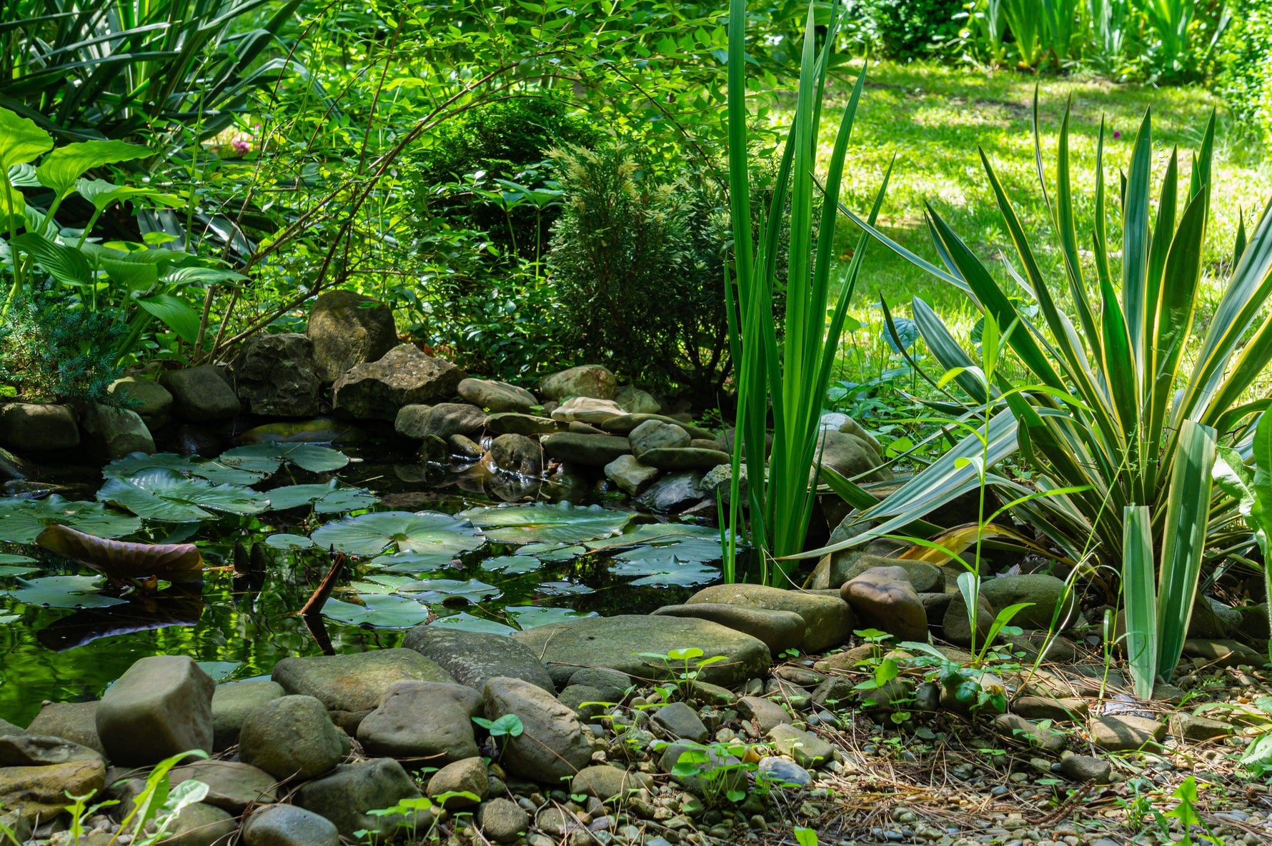 Pond UV Lights: A Beginner’s Guide - envii