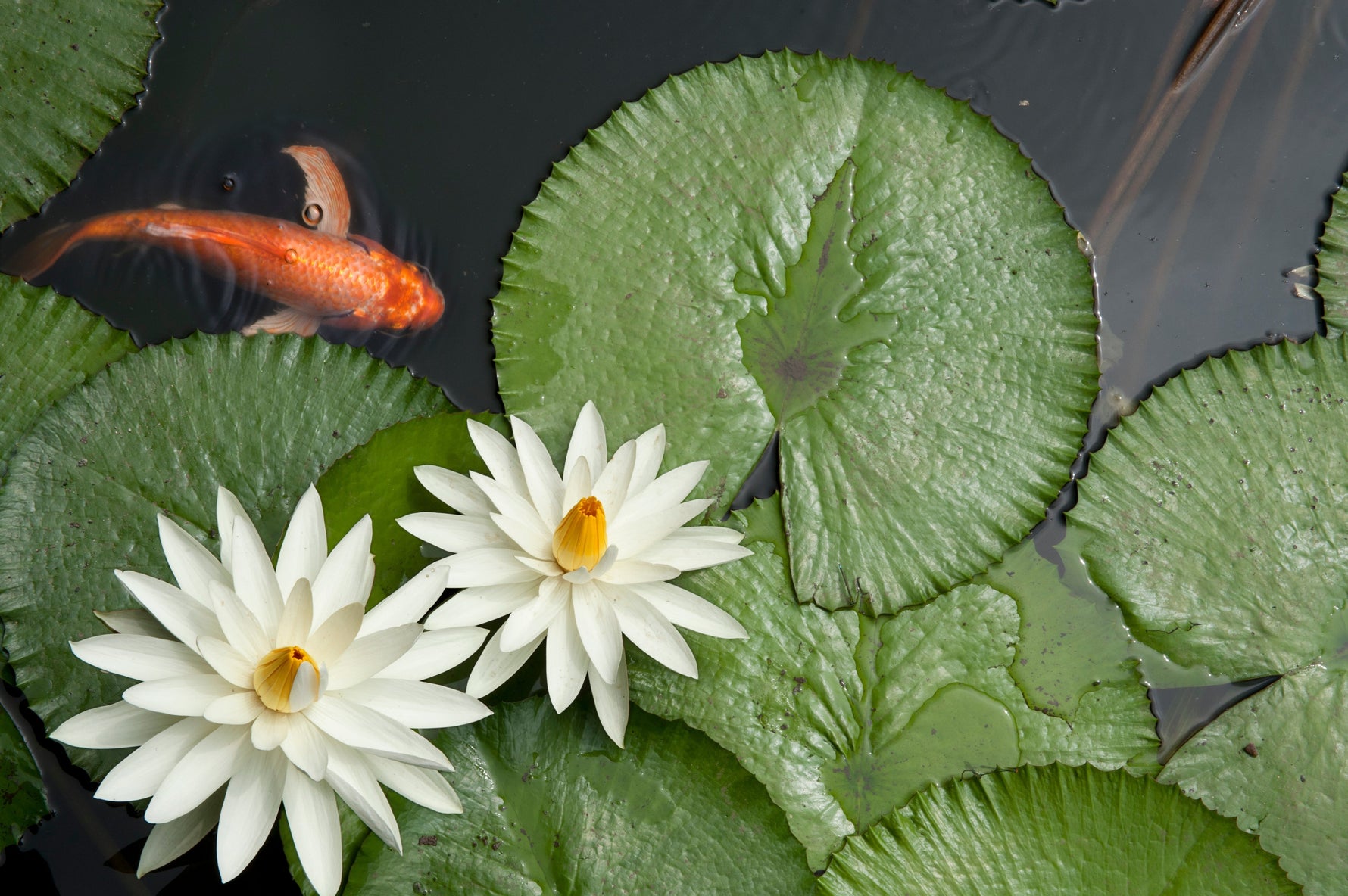 fish swimming near lily pads