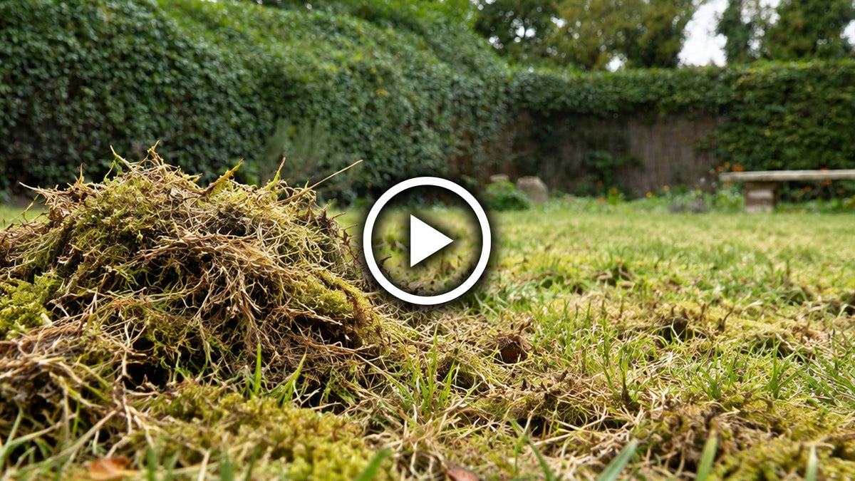 Autumn Lawn Care: Scarify, Aerate & Repair Your Lawn