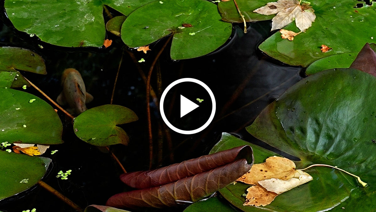 Autumn Pond Care Guide: 3 Steps to a Healthy Pond 🍂