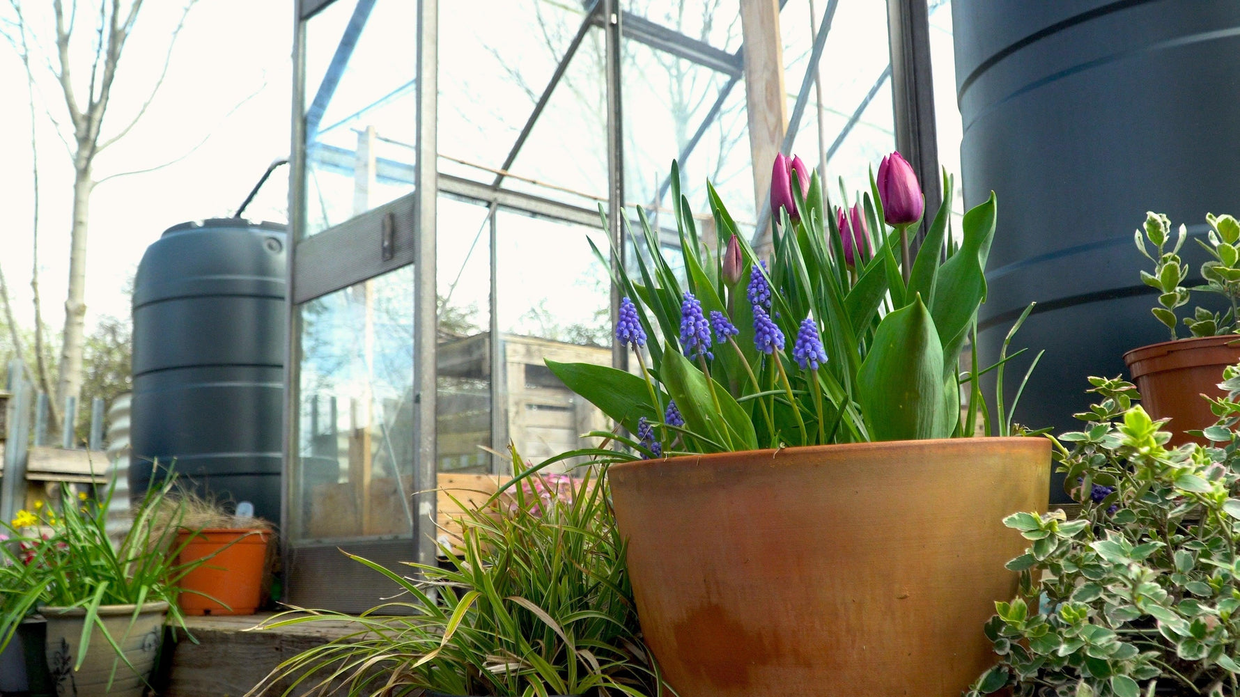 Lasagne Planting Spring Bulbs: A Step By Step Guide - envii