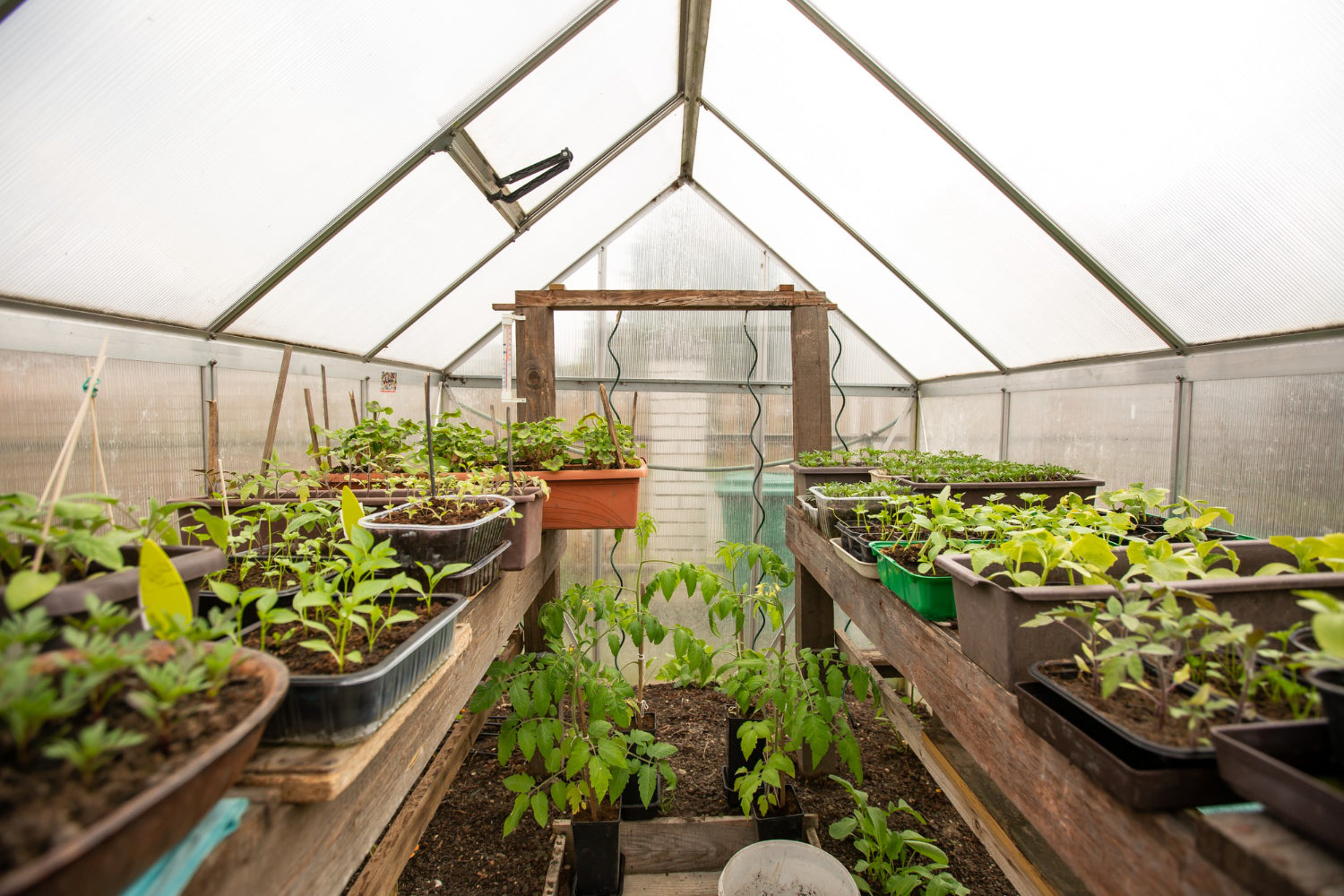 Inside greenhouse in summer
