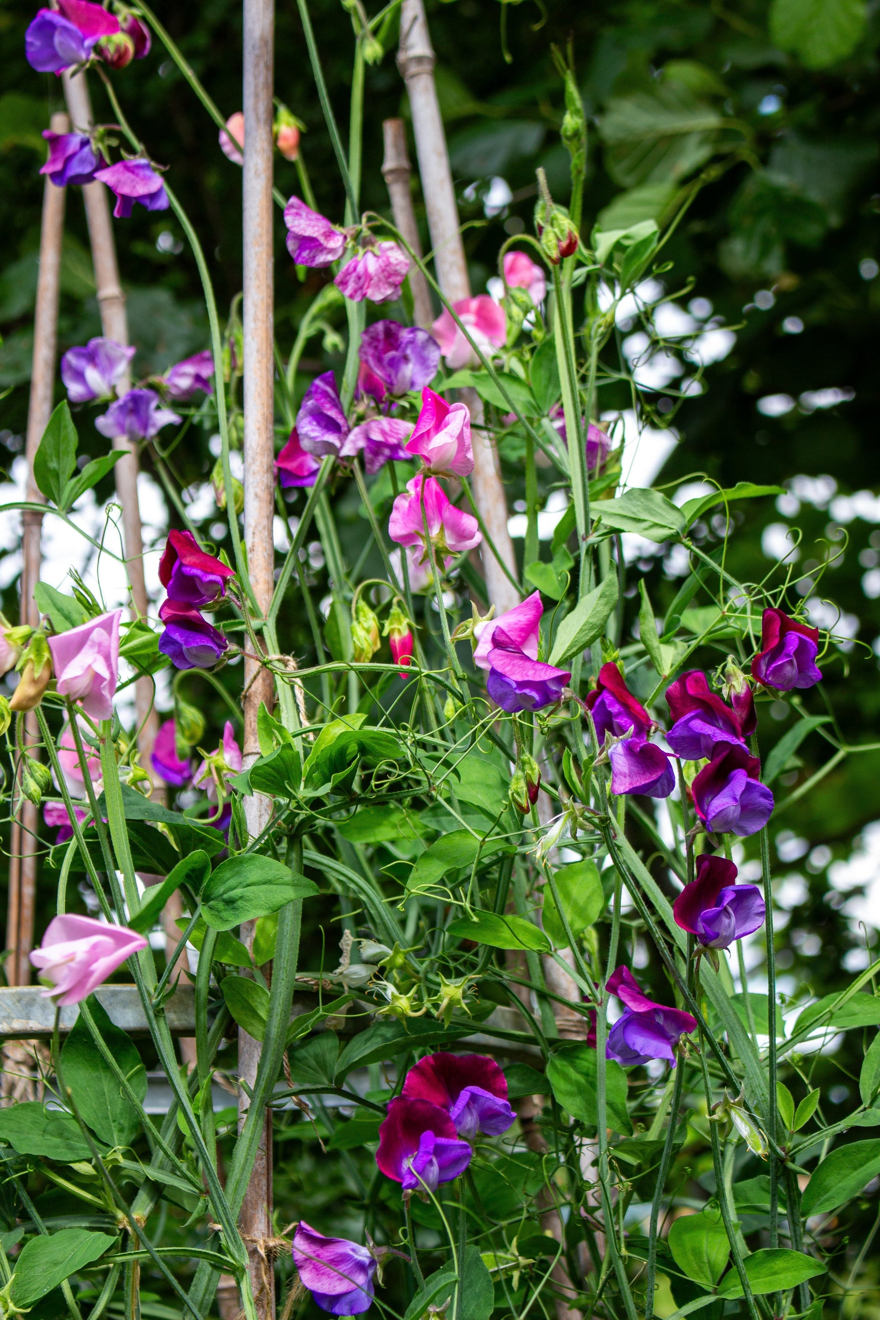 sweat peas growing up wigwam