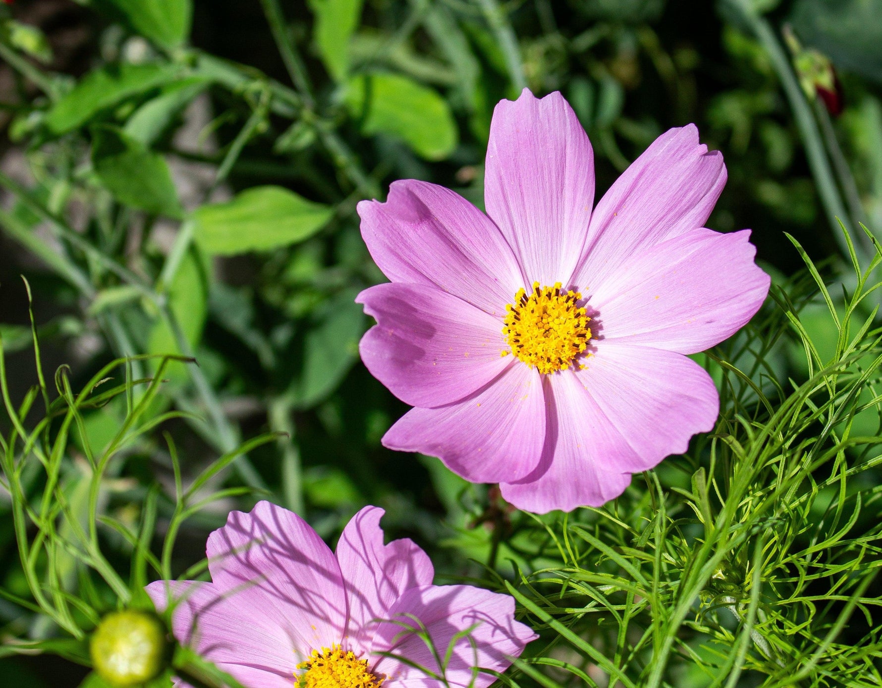 How to Attract Pollinators into your Garden - envii