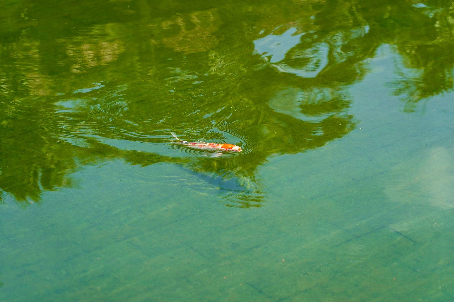 Tricks to Prevent Green Pond Water - envii