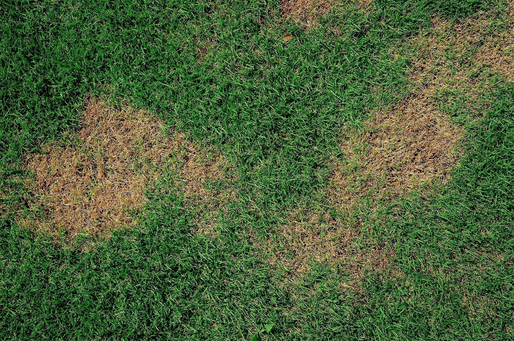 dog lawn burn patches