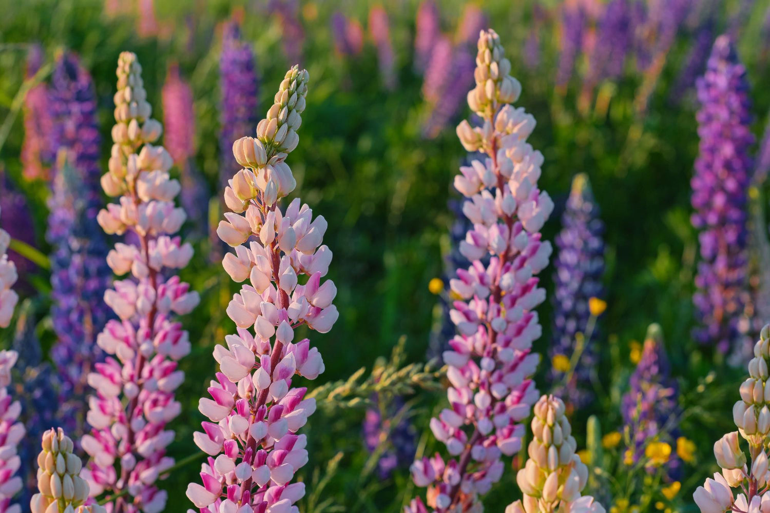 Collection of purple perennials lupins