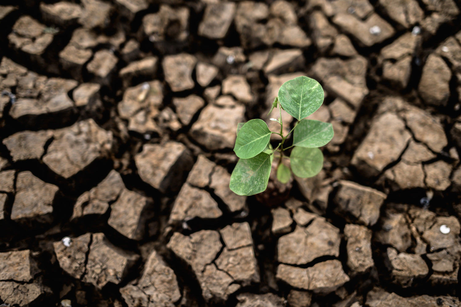 Plant growing in dry, cracked soil