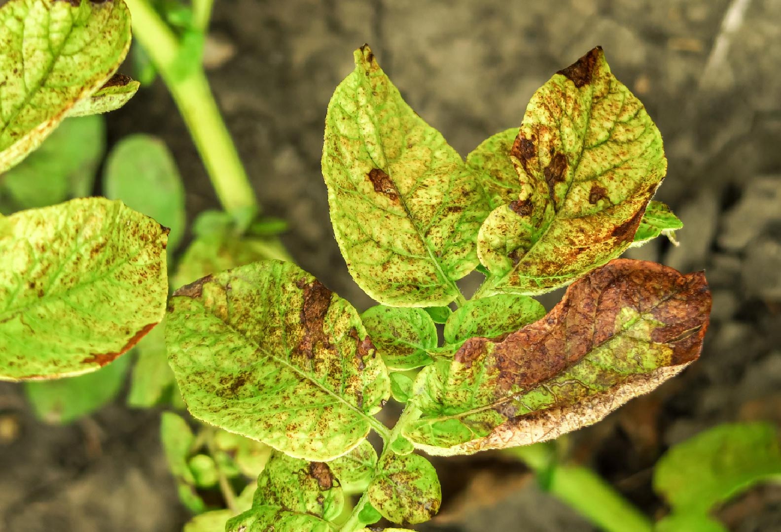 Blight on a potato plant.